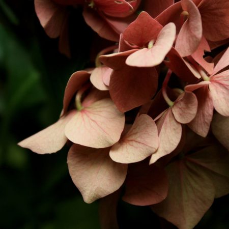 _close up flower pink green copper image _close up flower pink green copper image
