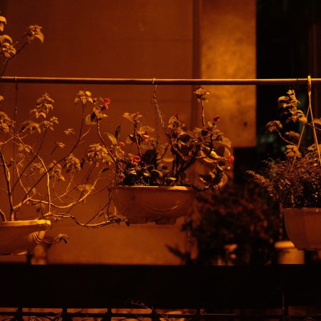 _hanging plants coppers image _hanging plants coppers image